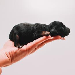 Silver Girl - Black and tan female Cavapoo puppy in Mckinney, Texas from Doodles of North Tx