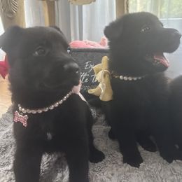 German Shepherd puppies from Piotr's German Shepherd Dogs