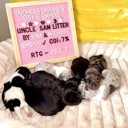 Firecracker - Gray (blue) and tan female Dachshund puppy in Austin, Texas from Duchess Daphne's Doxie Empire