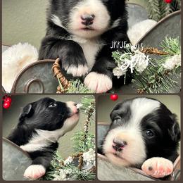 (1) Spur - Black tri male Miniature Australian Shepherd puppy in Huntington, Texas from JKKJ Farms