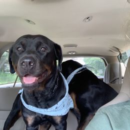 Rottweilers from Aruna Rottweilers
