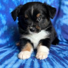 Squidward - Black tri male Miniature Australian Shepherd puppy in Buchanan, Georgia from Stanleyville Farm Mini Aussies