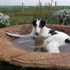 Borzoi All Grown Up from Rovenna Borzoi