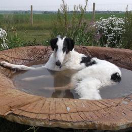 Borzoi All Grown Up from Rovenna Borzoi