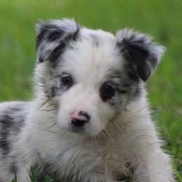Girl 2 - Border Collie puppy from Cool Meadow Farms
