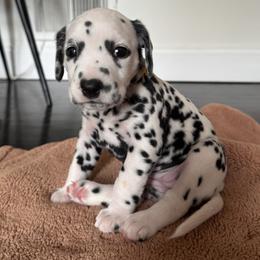 Yellow - White and black female Dalmatian puppy in Scarsdale, New York from Jewels and Spots Dalmatians