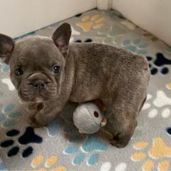 White collar - Blue fawn female French Bulldog puppy in Livingston, Texas from Drake Home Frenchies