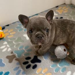 White collar - Blue fawn female French Bulldog puppy in Livingston, Texas from Drake Home Frenchies