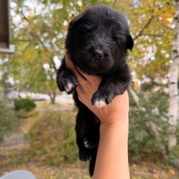 Sabrina - Black female German Shepherd puppy in Perrysburg, Ohio from Fancy GSDs