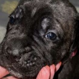Cane Corso from Security Kennel Force