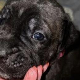 Cane Corso from Security Kennel Force