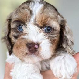 Oaklee - Merle female Cockapoo puppy in Flippin, Arkansas from Dare to Doodle
