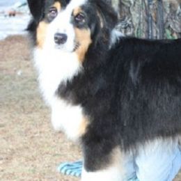 Australian Shepherds from Skyline Australian Shepherds