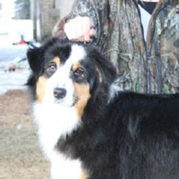 Australian Shepherds from Skyline Australian Shepherds