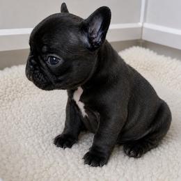 Brindle Male 2 - White and brindle male French Bulldog puppy in Cleveland, Ohio from Pleasant Valley French Bulldogs