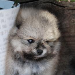Jenny - Cream sable female Pomeranian puppy in Los Angeles, California from Pommies of LA