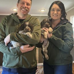 English Springer Spaniel Puppies from English Springer Spaniels at Lands Lodge