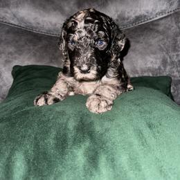 Aussiedoodle and Goldendoodle Puppies from Toledo Creek Doodles