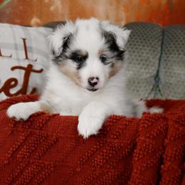 Tom - Blue merle white and tan male Shetland Sheepdog puppy in Rugby, North Dakota from KaMera Shelties