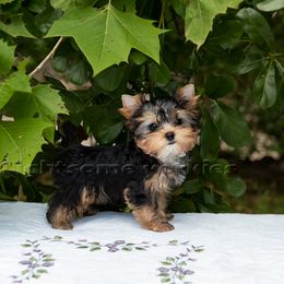 Yorkshire Terrier Puppies from Lightsome Yorkies