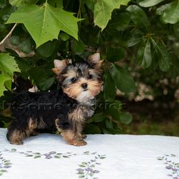 Yorkshire Terrier Puppies from Lightsome Yorkies