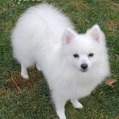 Princess - American Eskimo Dog