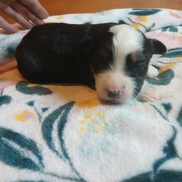 Koda - Black tri male Miniature Australian Shepherd puppy in Penn Valley, California from Ghostfire Mini Aussies