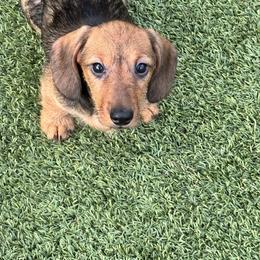 Dachshund and Doberman Pinscher Puppies from Notori Dobermans