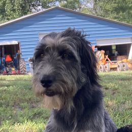 Pearl - Aussiedoodle