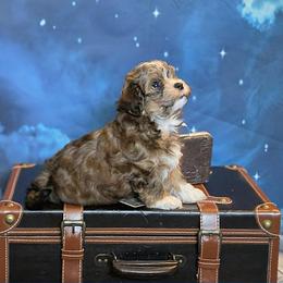 Indie - Red sable male Havanese puppy in Salt Lake City, Utah from Steal Your Heart Havanese