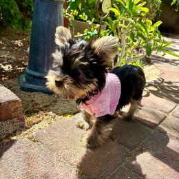 Honey - Blue and gold female Yorkshire Terrier puppy in Yuma, Arizona from Yuma Yorkie