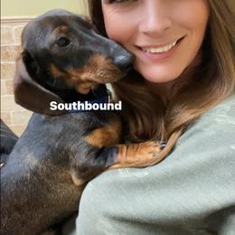 Dachshund puppies from Southbound Kennel