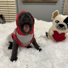 French Bulldog Puppies from French Connection Frenchies