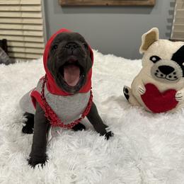 French Bulldog Puppies from French Connection Frenchies