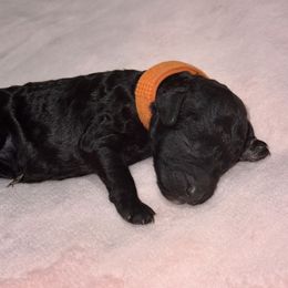 Labradoodle Puppies from Mud Puppies