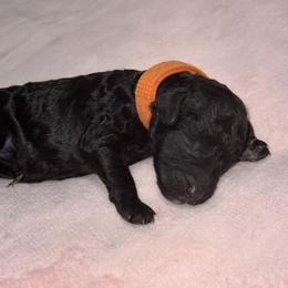 Labradoodle Puppies from Mud Puppies
