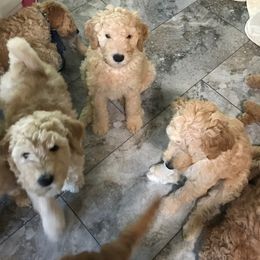 Goldendoodle Puppies from Merry R Goldendoodles