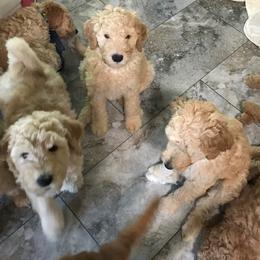 Goldendoodle Puppies from Merry R Goldendoodles