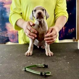 Cruz - Silver gray male Weimaraner puppy in Aitkin, Minnesota from Whispering’s GunDogs