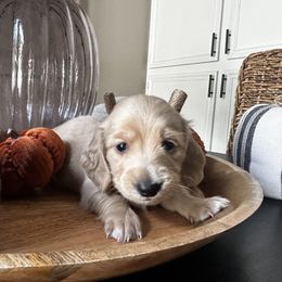 Boy 1 - Cream Dachshund puppy in Alpine, California from Christie's Doxies