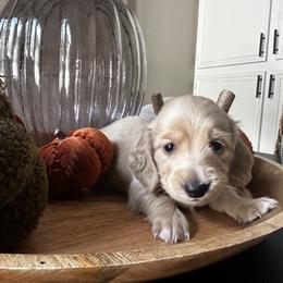 Boy 1 - Cream Dachshund puppy in Alpine, California from Christie's Doxies