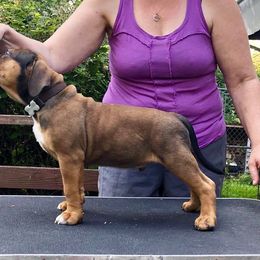 American Bully Puppies from Triple Heart Bullies