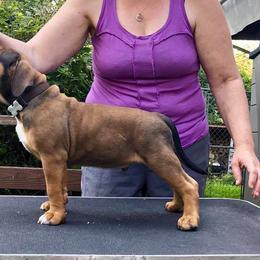 American Bully Puppies from Triple Heart Bullies