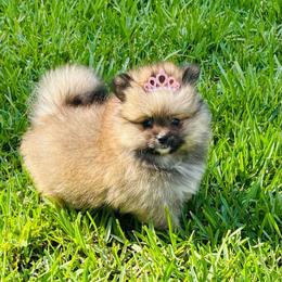 Princess - Chocolate parti female Pomeranian puppy in Green Cove Springs, Florida from Natasha's Ark of Joy