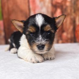 Bailey Girl 4500 - Black tan and white female Biewer Terrier puppy in Douglas, Georgia from South Georgia Yorkies and Biewers