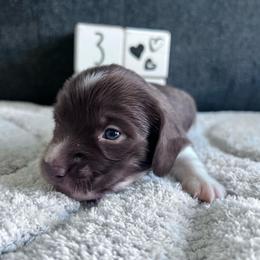 Aster - Piebald male Dachshund puppy in Ocala, Florida from Weenie Boops