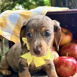 Ducky     4000 - Dapple female Dachshund puppy in Hendersonville, North Carolina from Snarky Doxy Miniature Dachshunds