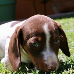 Dachshunds from Rodeo Doxies