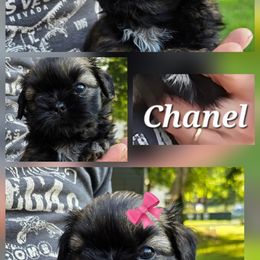 CHANEL on hold christy - Red female Shih Tzu puppy in Ellettsville, Indiana from Cutie Pie Shih Tzus