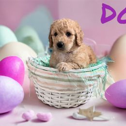 Goldendoodle Puppies from Goldendoodles of Anchor Bay